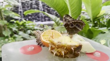 Turuncu ve ananasla beslenen iki kelebek yakın planda.