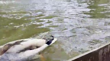 Su kenarında yeşil başlı renkli erkek yaban ördeği