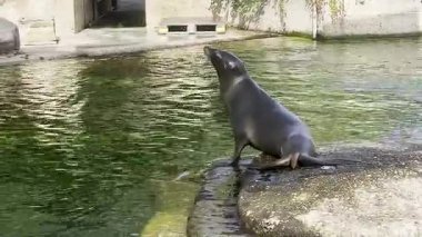 Hayvanat bahçesindeki su havuzunun yanında dinlenen deniz aslanı.