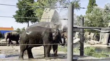 Filler doğal ortamda yıkanır ve suyun tadını çıkarırlar.