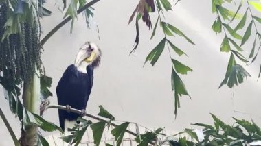 Zengin egzotik bir çevrede tropikal bir ağaç dalında dinlenen büyük boynuzlu kuş.