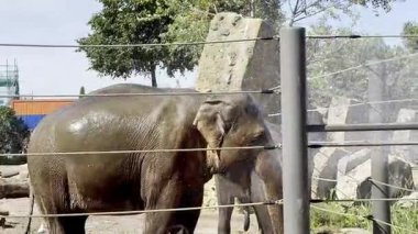 Filler doğal ortamda yıkanır ve suyun tadını çıkarırlar.