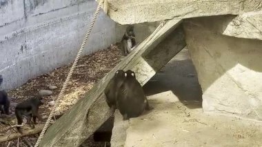 Beton yapılarla çevrili bir hayvanat bahçesinde oturan ve tırmanan bir grup maymun.