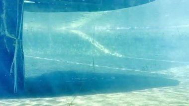 Mavi akvaryumda zarif bir şekilde su altında yüzmek. Yüksek kalite 4k görüntü