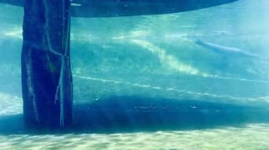 Mavi akvaryumda zarif bir şekilde su altında yüzmek. Yüksek kalite 4k görüntü
