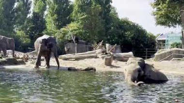 Filler doğal ortamda yıkanır ve suyun tadını çıkarırlar.