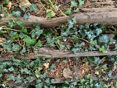 Kırsal alanda yeşil sarmaşık yetişiyor.