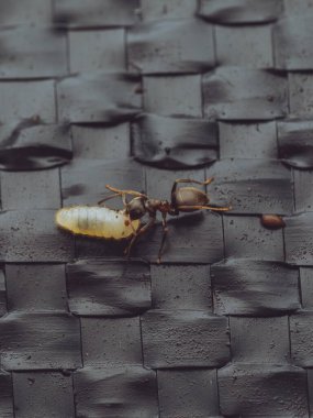 Kendi kolonisinden gelen larva veya pupa taşıyan siyah bir bahçe karıncasını (Lasius niger).