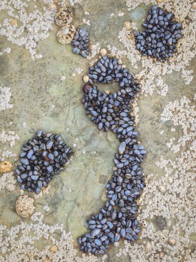 Bir grup mavi midye (Mytilus edulis) ve alçak gelgitte bir kaya üzerindeki diğer kabuklular