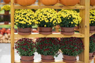 Sarı ve kırmızı kasımpatı çiçekleri olan renkli sonbahar süslemeleri ahşap raflarda dizilmiş, arka planda balkabakları var. Mevsimlik tasarım, rahat atmosfer ve sonbahar kutlamaları