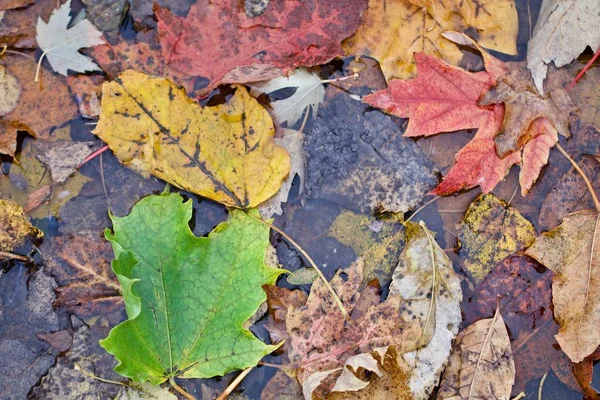 Rote, gelbe, grüne Blätter — Stockfoto