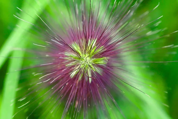 放射状パターンを示す紫色の装飾草のマクロクローズアップ — ストック写真