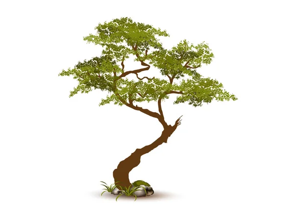 Όμορφο Δέντρο Ρεαλιστικό Λευκό Φόντο — Διανυσματικό Αρχείο