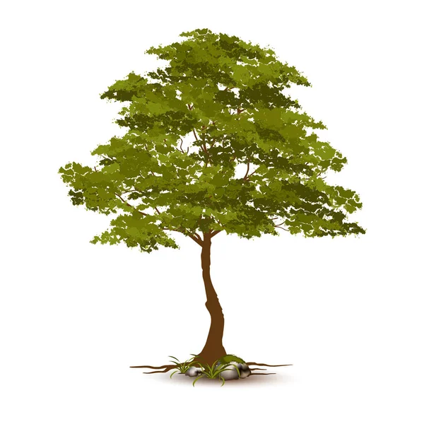 Όμορφο Δέντρο Ρεαλιστικό Λευκό Φόντο — Διανυσματικό Αρχείο