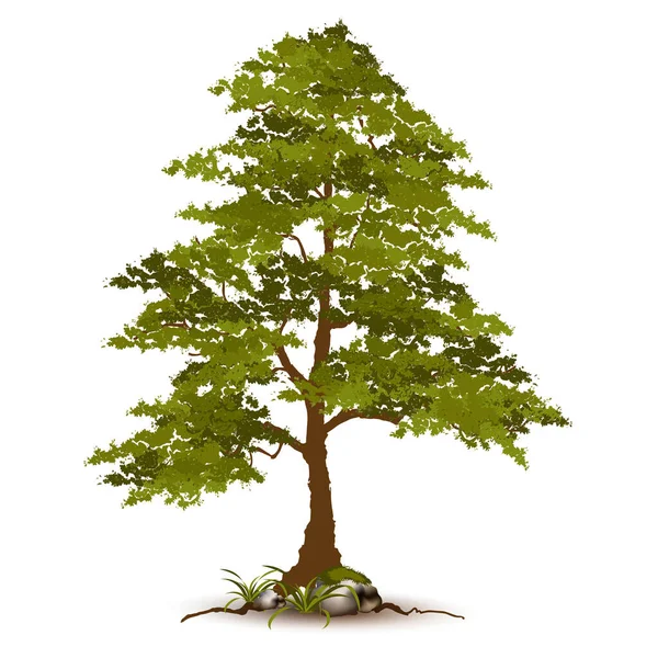 Beautiful Tree Realistic White Background — Stock Vector