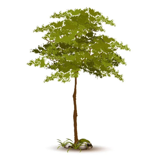 Hermoso Árbol Realista Sobre Fondo Blanco — Vector de stock