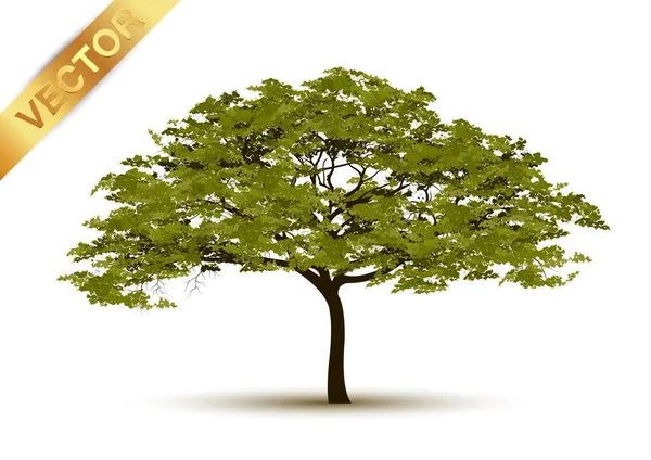Bela Árvore Realista Fundo Branco —  Vetores de Stock