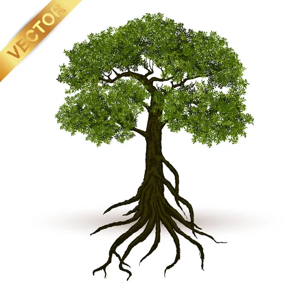 Beautiful Tree Realistic White Background — Stock Vector