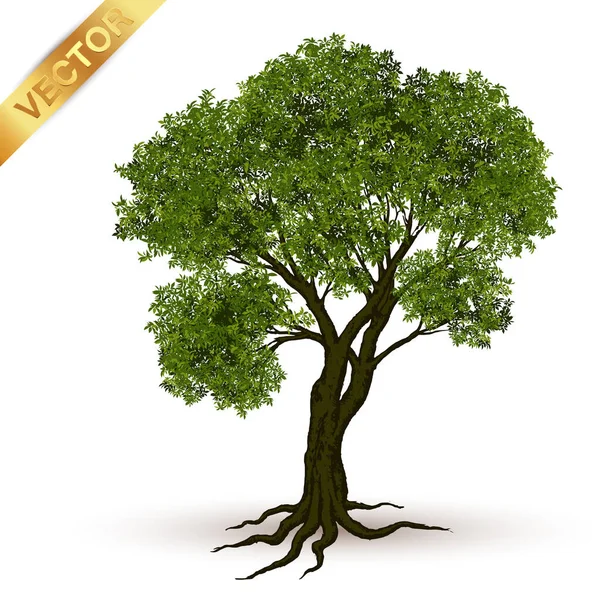 Schöner Baum Realistisch Auf Weißem Hintergrund — Stockvektor