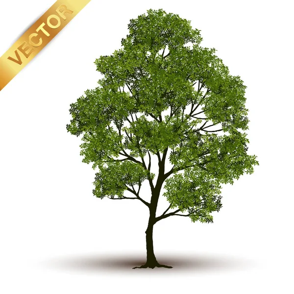 Beautiful Tree Realistic White Background — Stock Vector