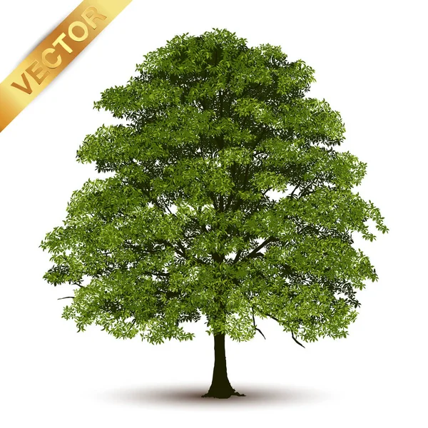 Beautiful Tree Realistic White Background — Stock Vector