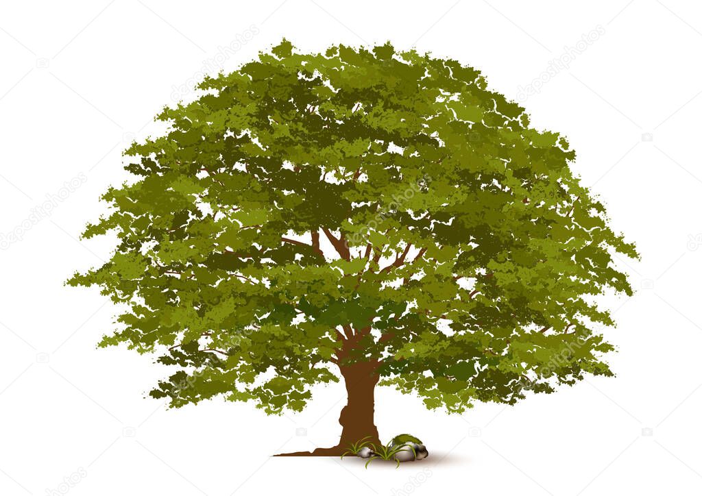 Beautiful tree Realistic  on a white background.