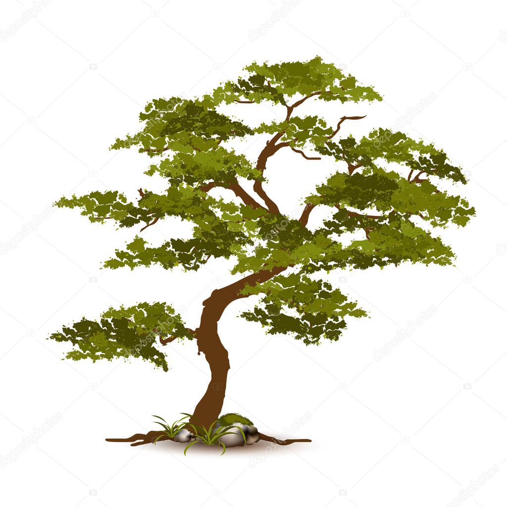 Beautiful tree Realistic  on a white background.
