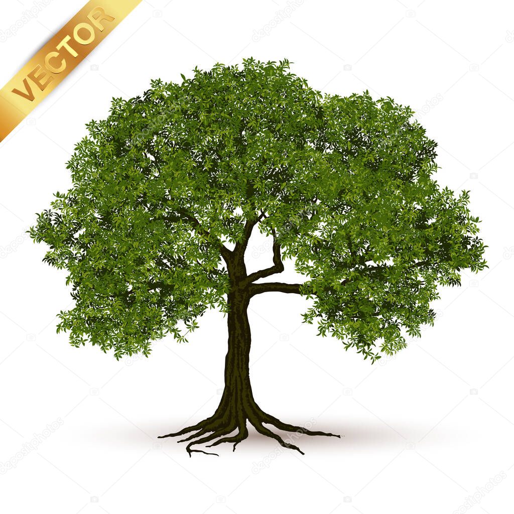 Beautiful tree Realistic  on a white background.
