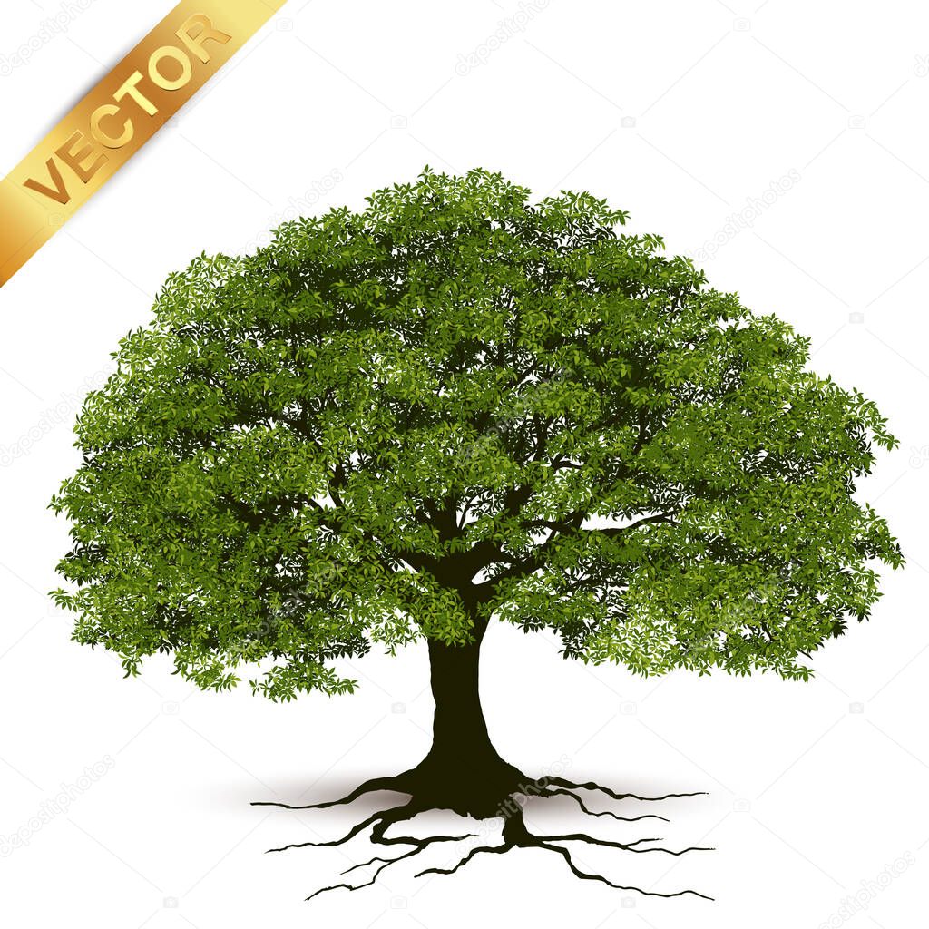  Beautiful tree Realistic  on a white background.