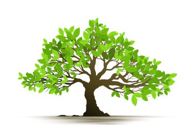 Beyaz Arkaplanda İzole Edilmiş Resimli Gerçekçi Ağaç - Vektör.