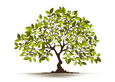 Beyaz Arkaplanda İzole Edilmiş Resimli Gerçekçi Ağaç - Vektör.