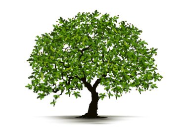 Beyaz Arkaplanda İzole Edilmiş Resimli Gerçekçi Ağaç - Vektör.