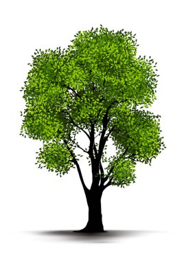 Beyaz Arkaplanda İzole Edilmiş Resimli Gerçekçi Ağaç - Vektör.