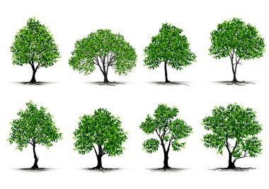 Beyaz Arkaplanda İzole Edilmiş Resimli Gerçekçi Ağaç - Vektör.