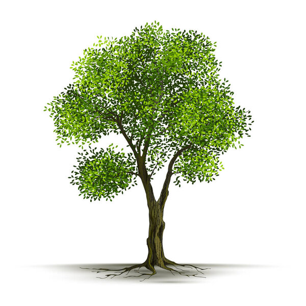 Illustration Realistic Tree Isolated on White Background - Vector.