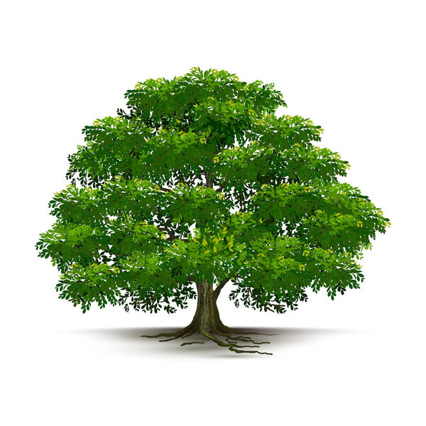 Illustration Realistic Tree Isolated on White Background - Vector.