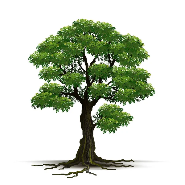 Beyaz Arkaplanda Zole Edilmiş Resimli Gerçekçi Ağaç Vektör — Stok Vektör