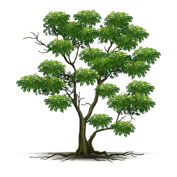 Illustration Realistiskt Träd Isolerad Vit Bakgrund Vektor — Stock vektor