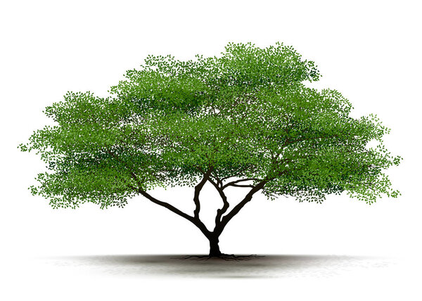 Illustration Realistic Tree Isolated on White Background - Vector.