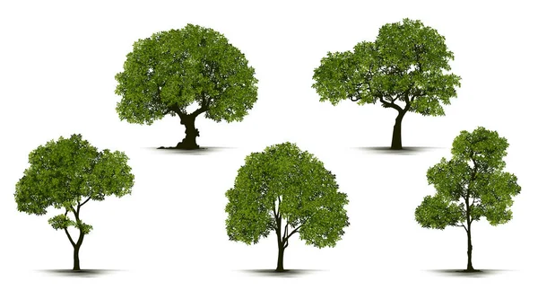 Ilustração Árvore Realista Isolado Fundo Branco Vector — Vetor de Stock