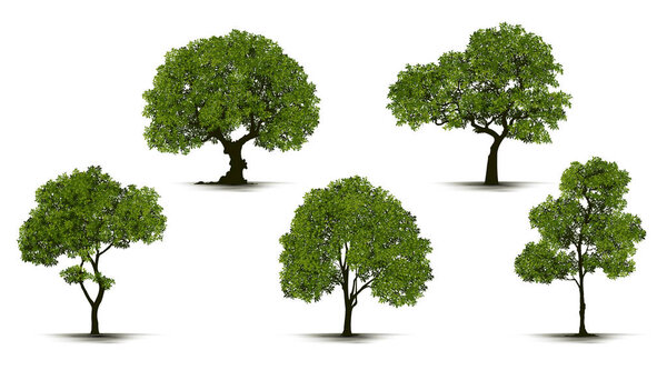 Illustration Realistic Tree Isolated on White Background - Vector.
