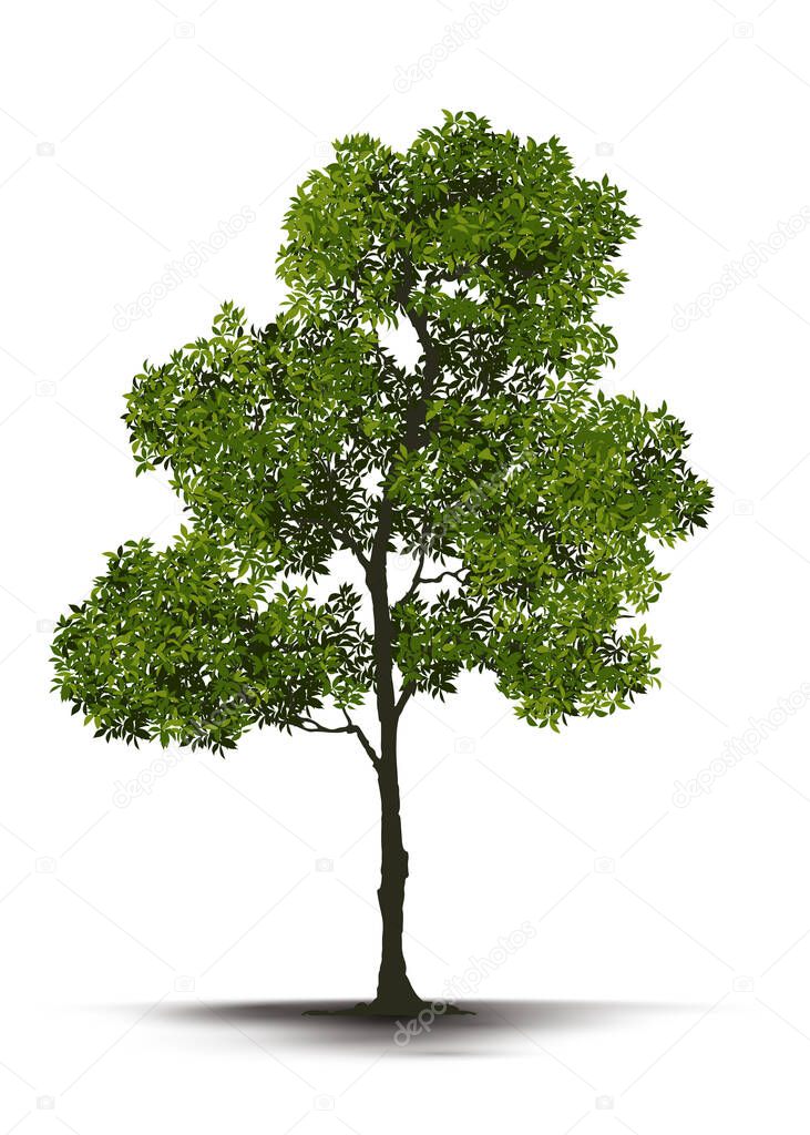 Illustration Realistic Tree Isolated on White Background - Vector.