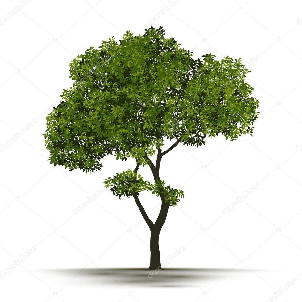 Illustration Realistic Tree Isolated on White Background - Vector.