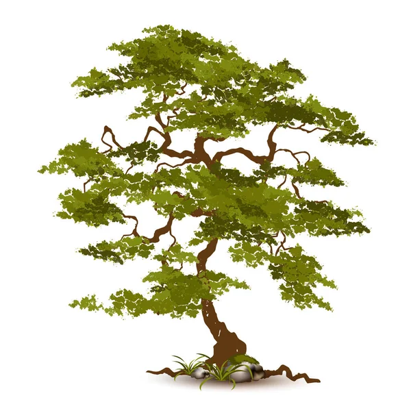 Illustration Arbre Réaliste Isolé Sur Fond Blanc Vecteur Peut Être — Image vectorielle