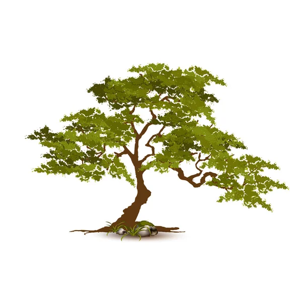 Illustration Realistiskt Träd Isolerat Vit Bakgrund Vektor Kan Användas För — Stock vektor