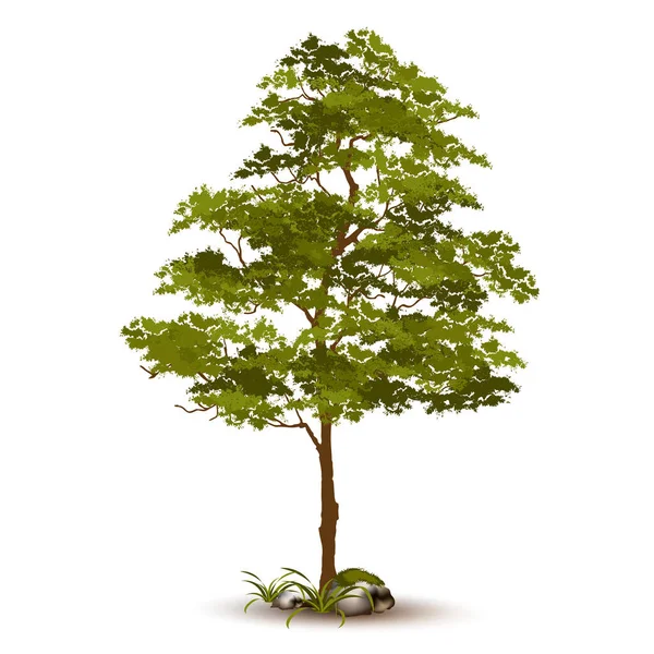 Illustration Realistic Tree Isolated White Background Vector Can Used Design — Stock Vector