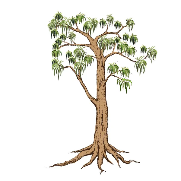 Ilustración Árbol Realista Aislado Sobre Fondo Blanco Vector Can Ser — Archivo Imágenes Vectoriales