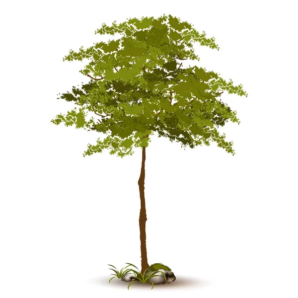 Illustration Realistic Tree Isolated White Background Vector Can Used Design — Stock Vector