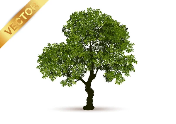 Ilustracja Drzewo Realistyczne Izolowane Białym Tle Wector Can Być Używany — Wektor stockowy