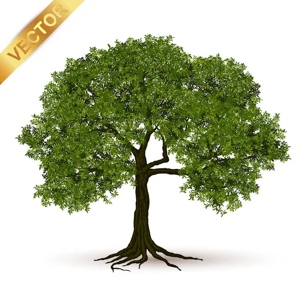 Illustration Realistic Tree Isolated White Background Vector Can Used Design — Stock Vector